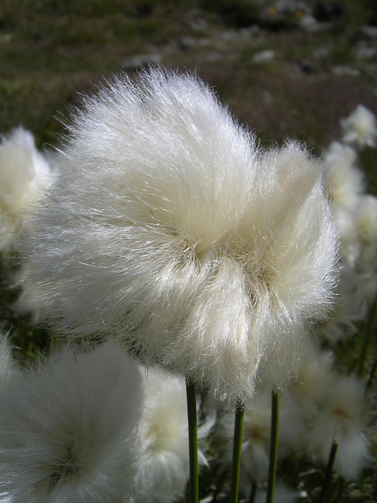 Eriophorum scheuchzeri