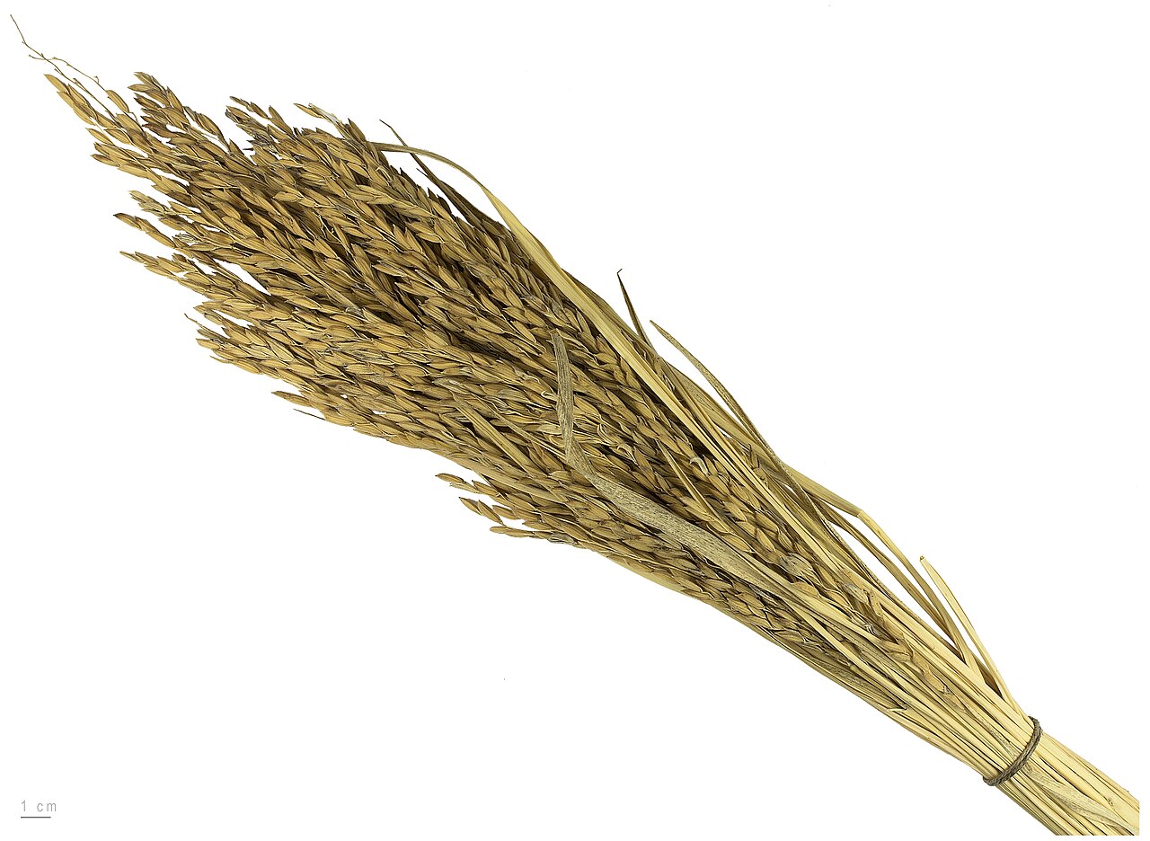 Asian rice