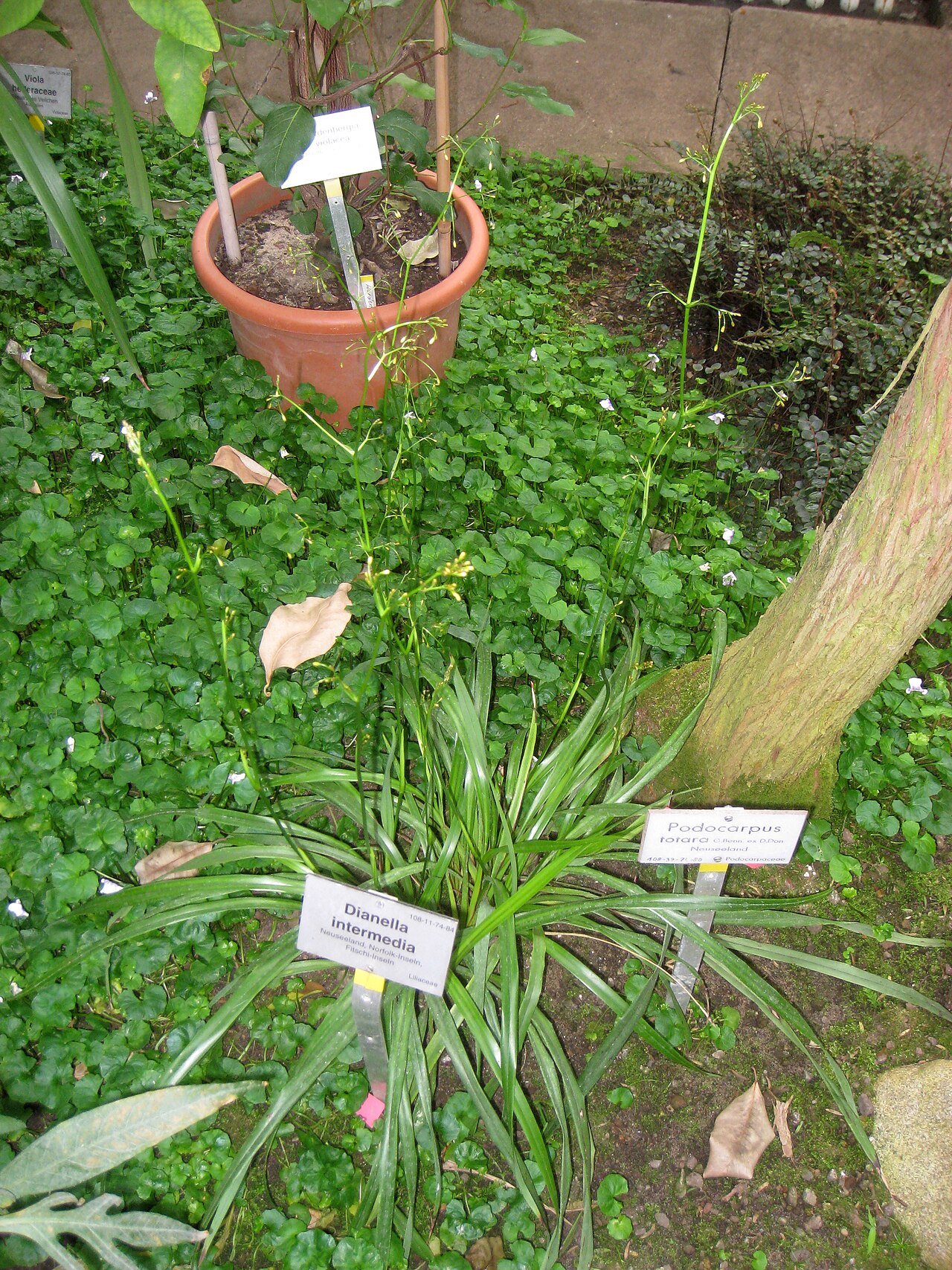 Dianella intermedia