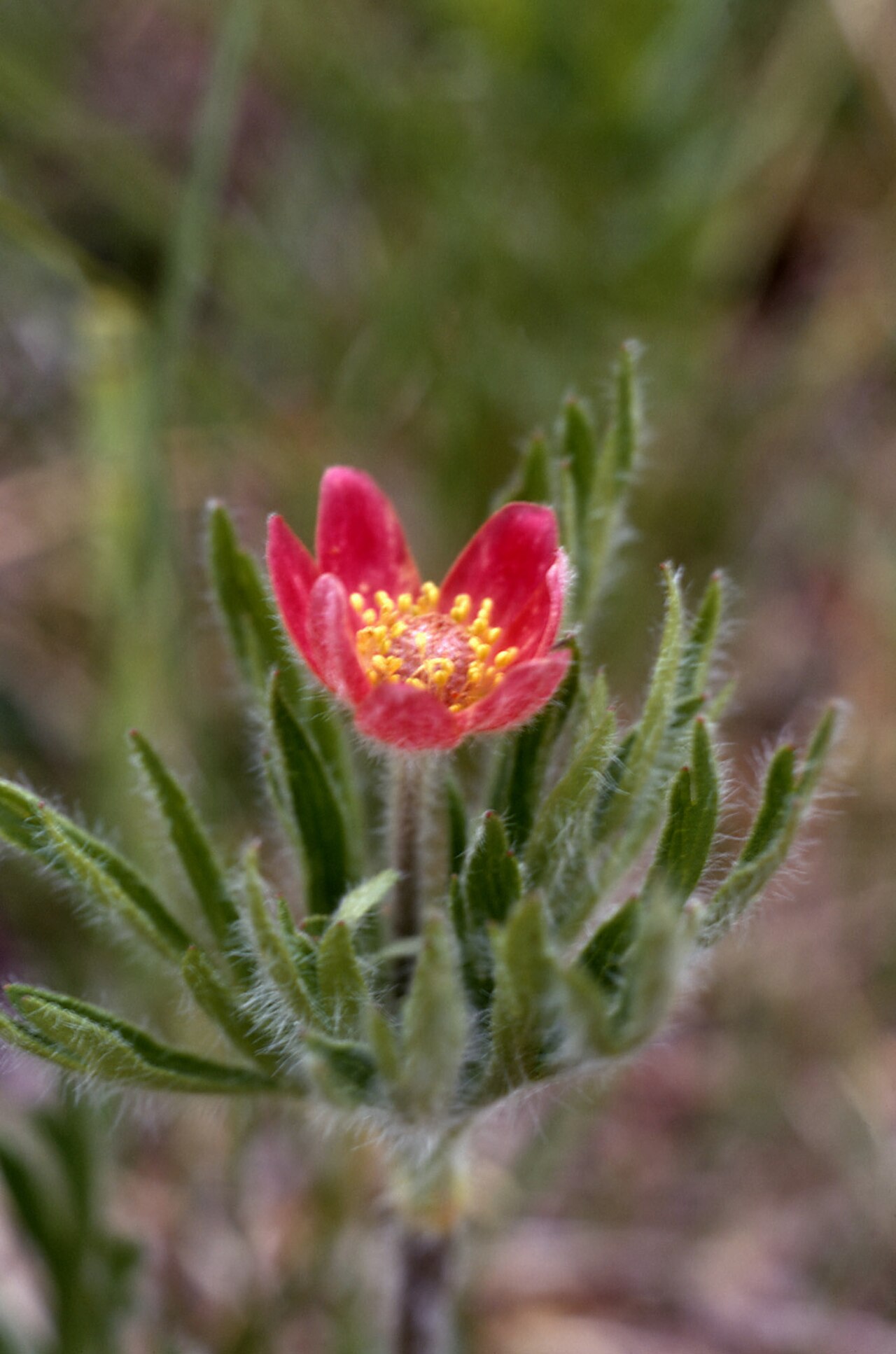 Anemone multifida