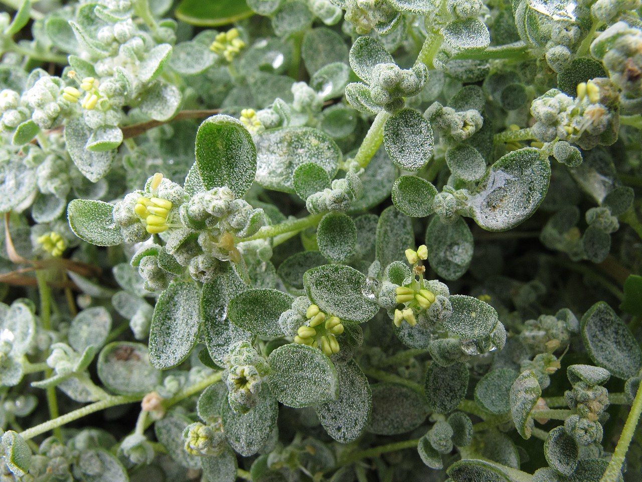 Atriplex buchananii