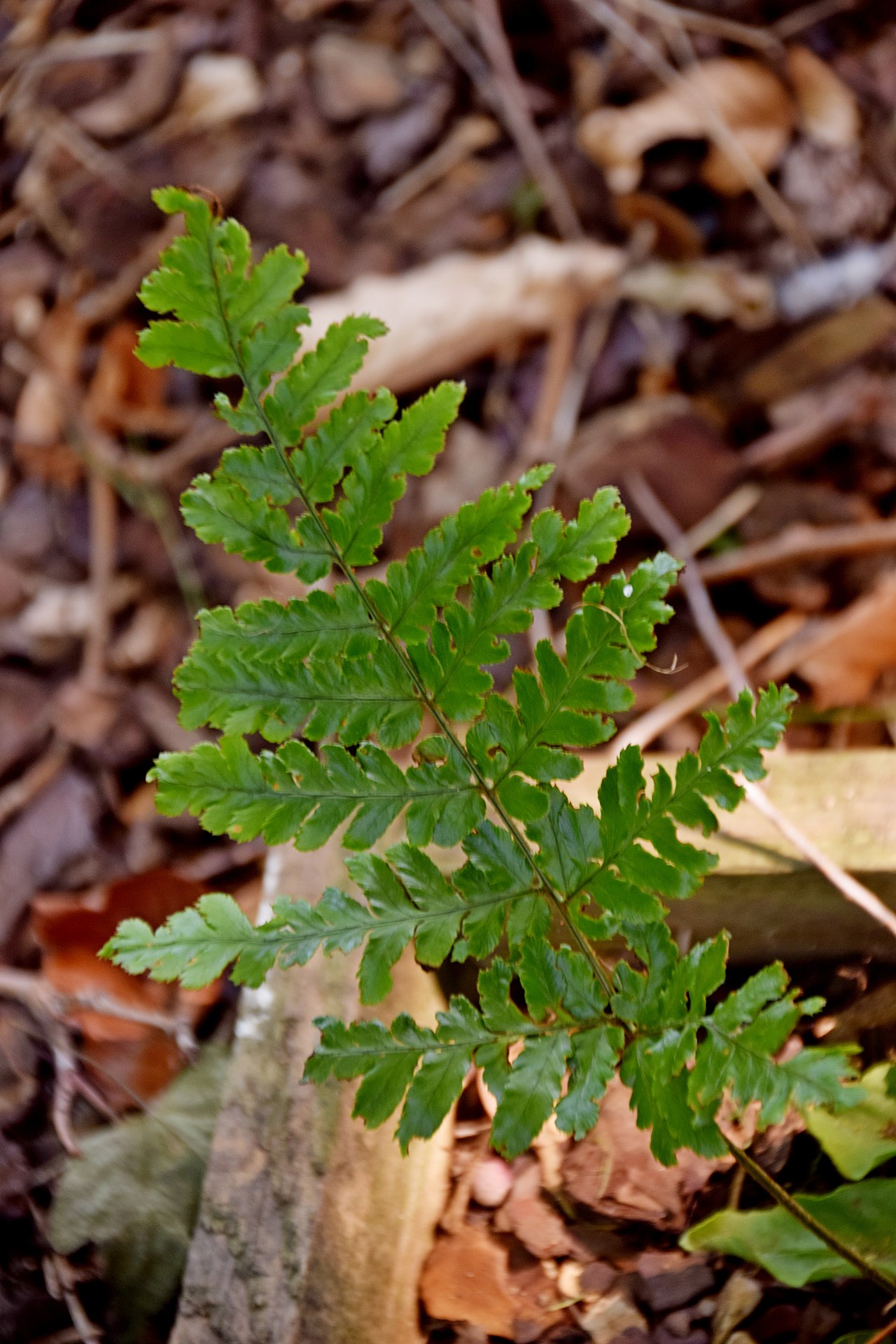 Dryopteris erythrosora