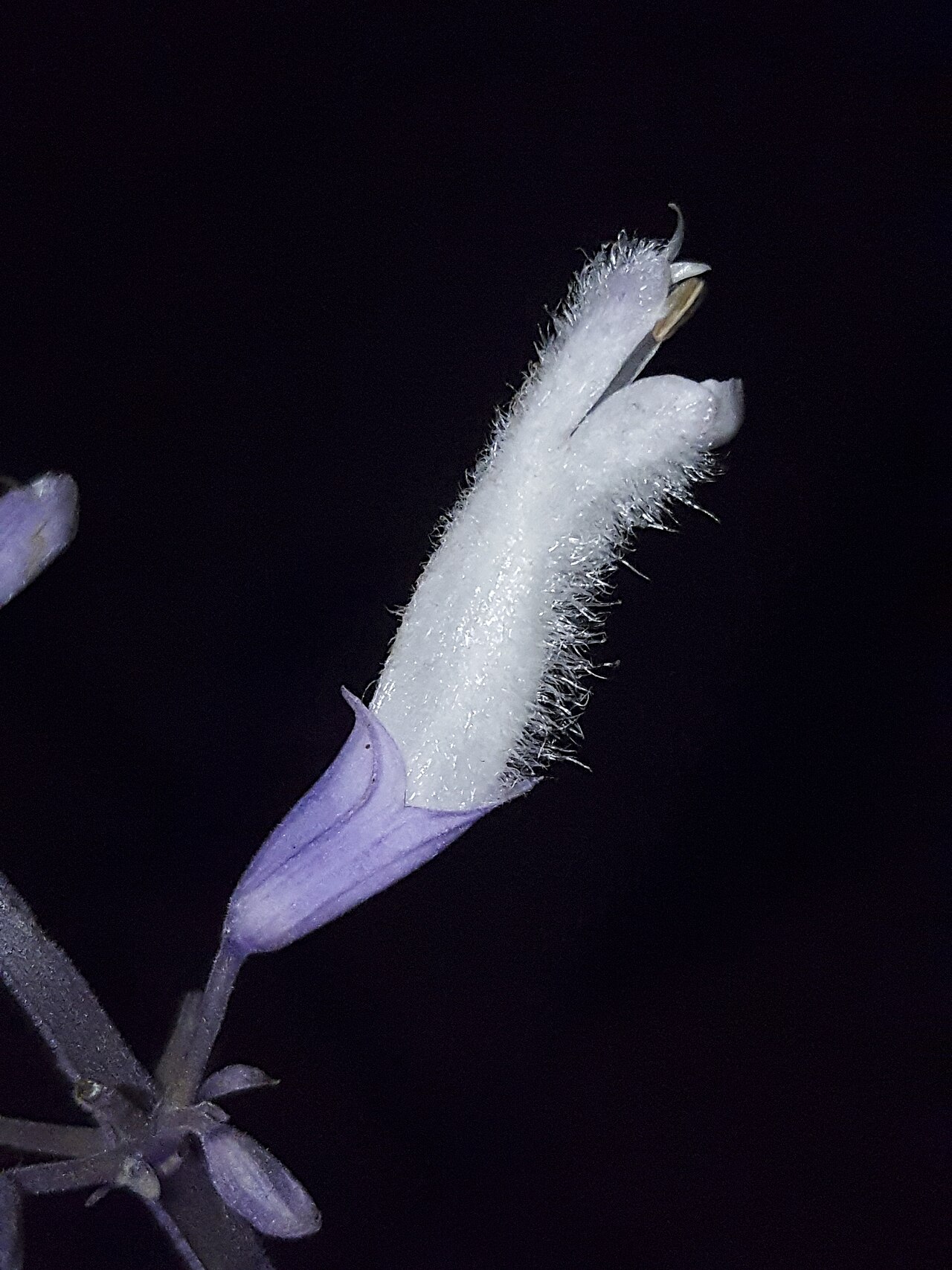 Salvia divinorum