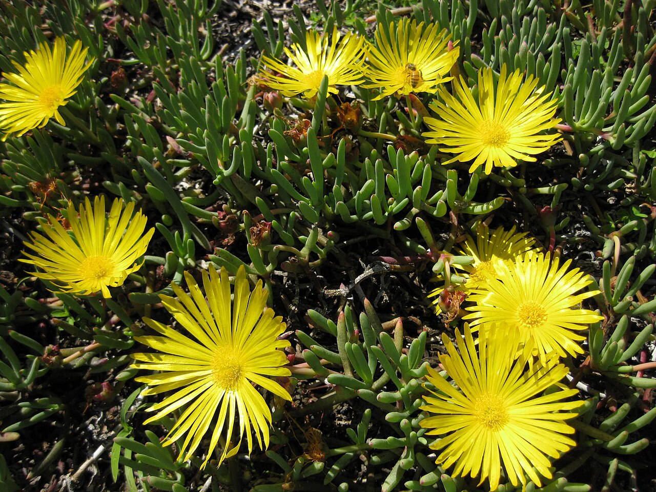 Cephalophyllum frutescens