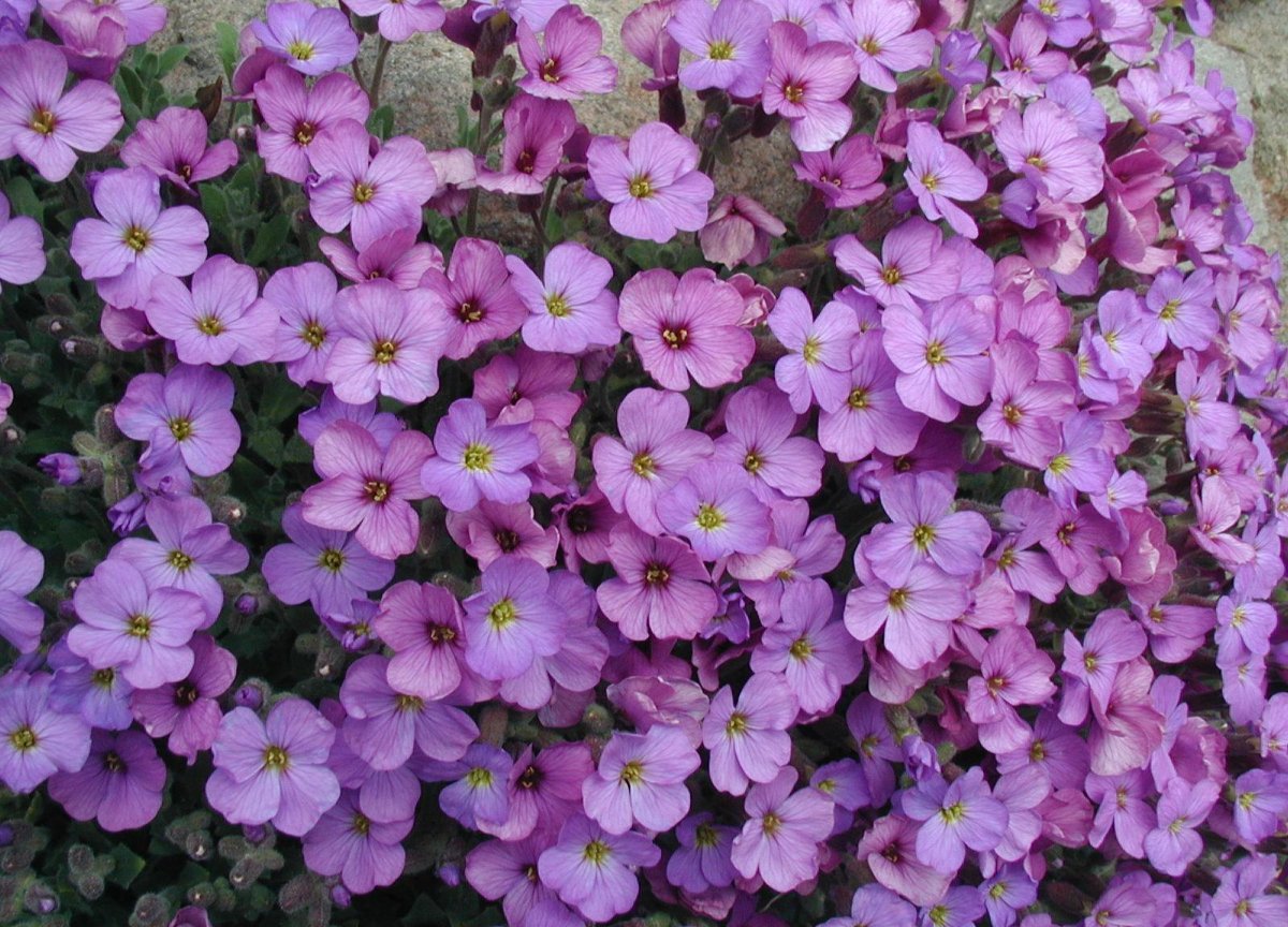 Aubrieta cultorum