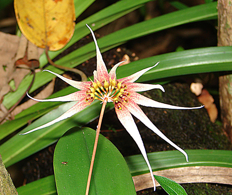 Bulbophyllum acuminatum