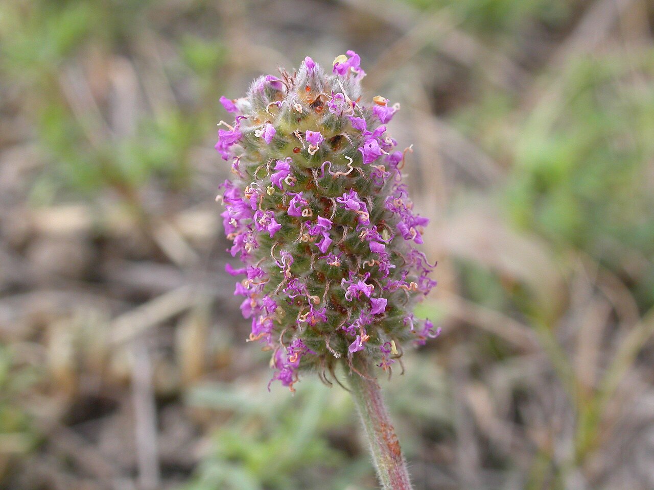 Dalea purpurea