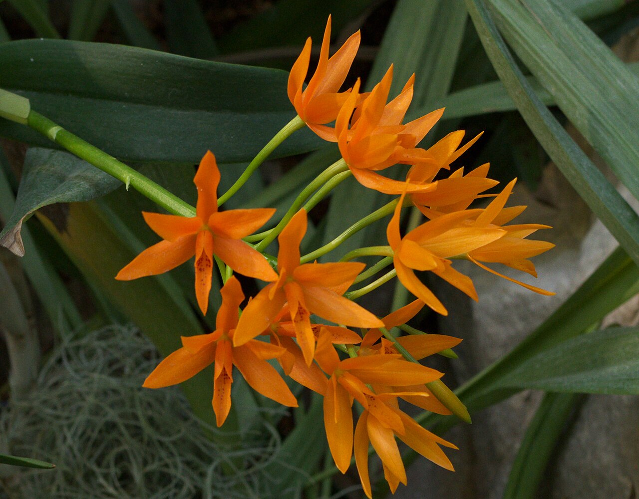 Guarianthe aurantiaca