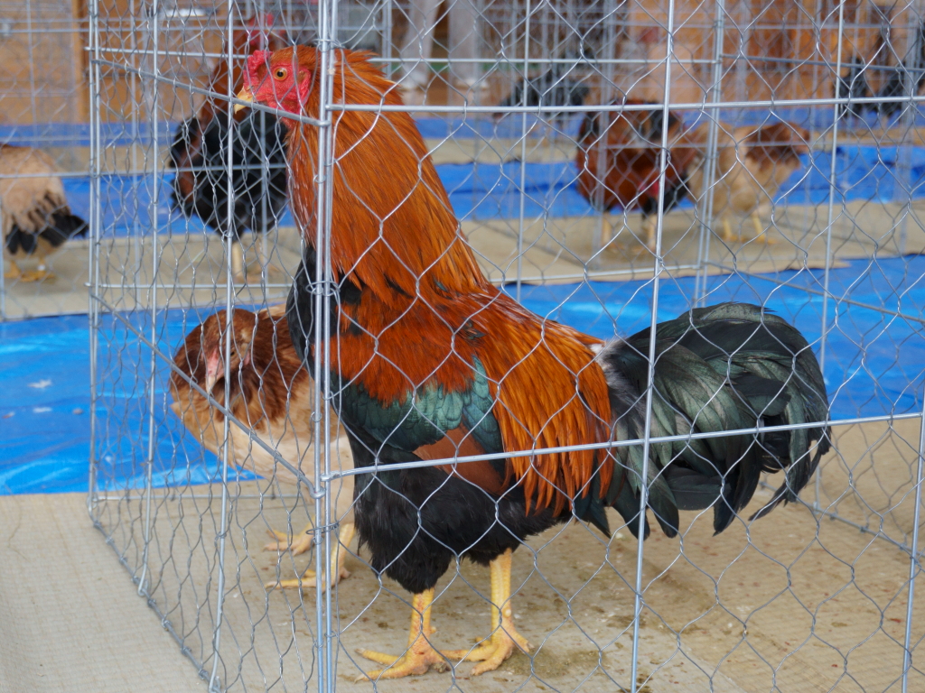 Hinaidori