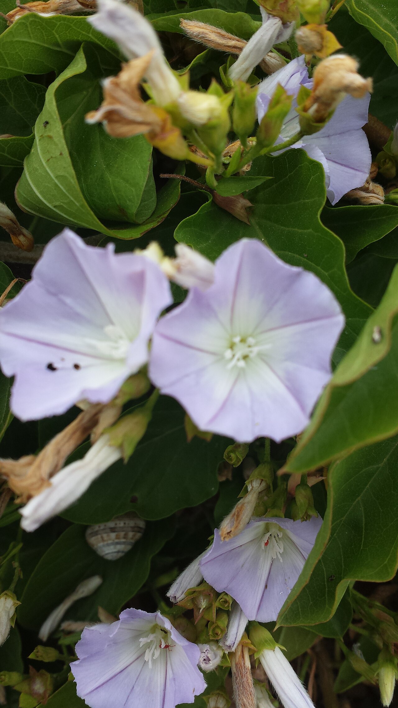 Convolvulus lopezsocasii