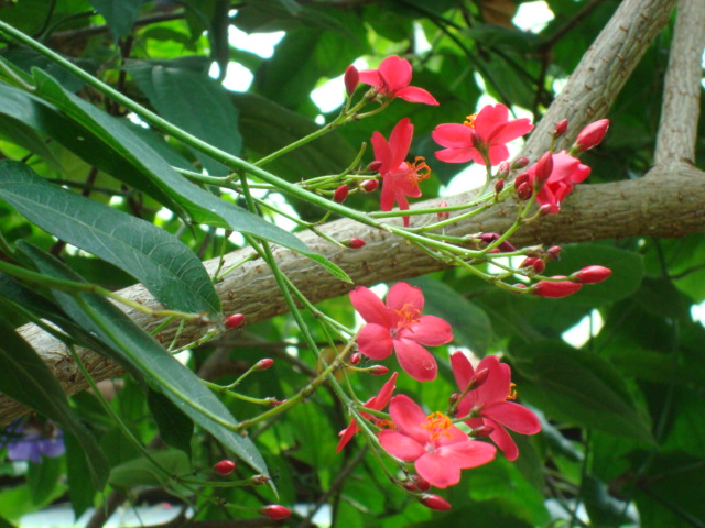 Jatropha integerrima