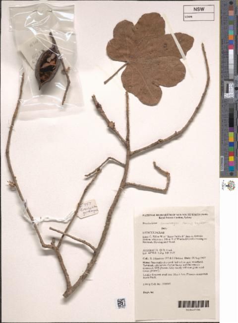 Brachychiton garrawayae
