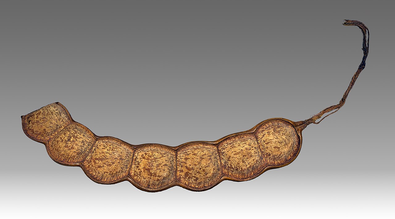 Entada phaseoloides