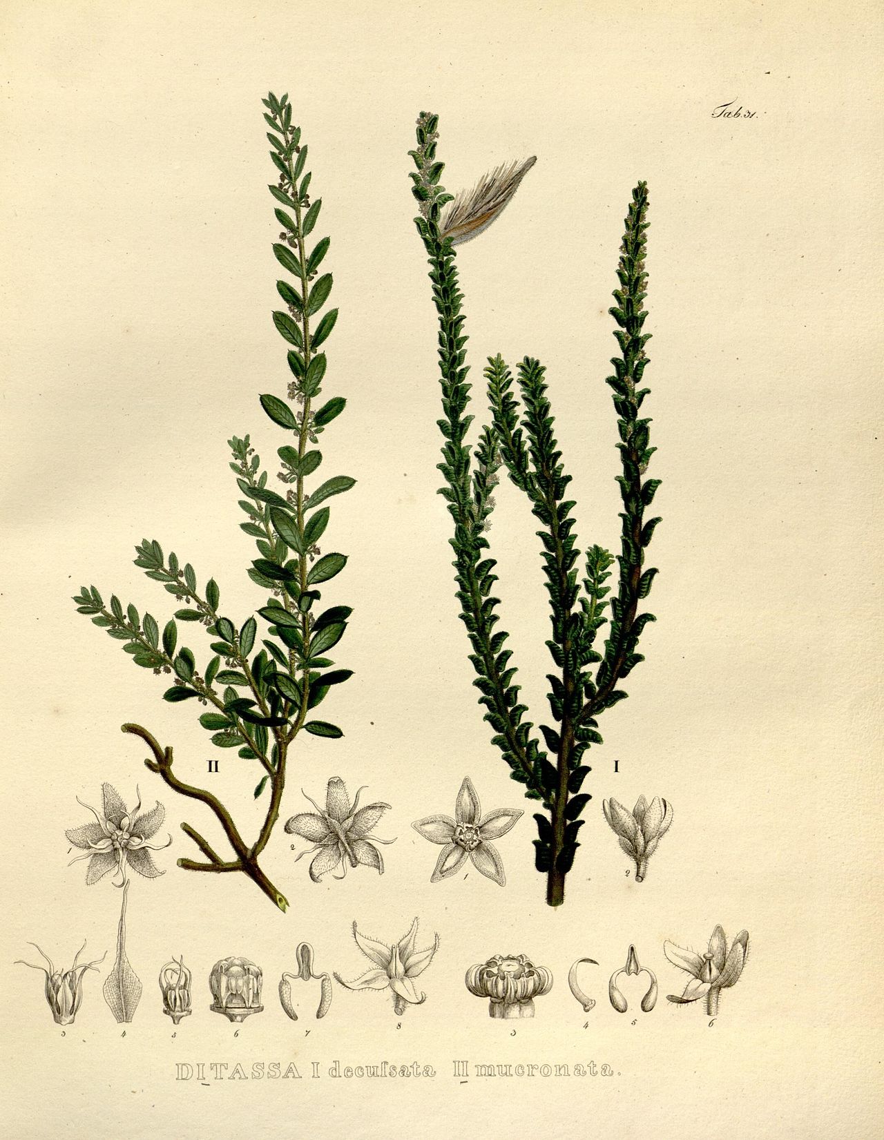 Minaria decussata