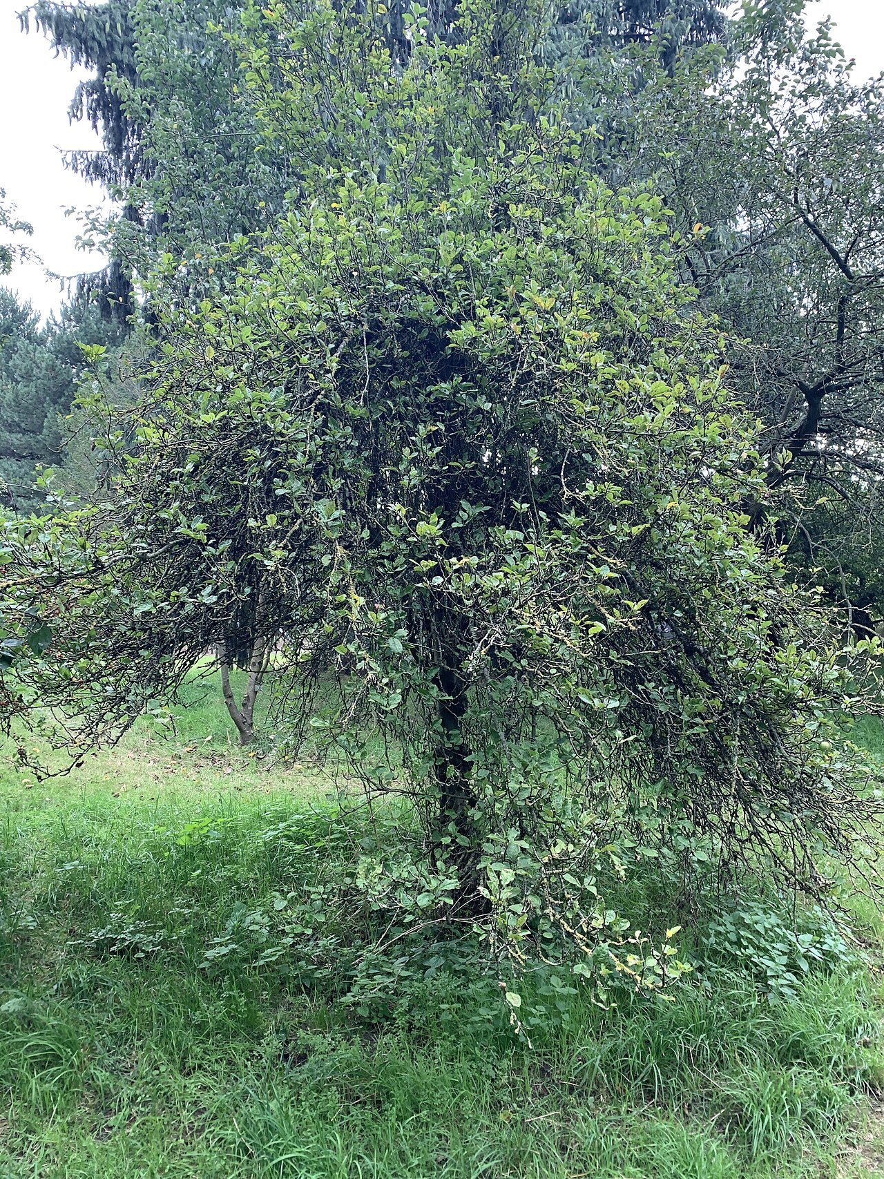Malus × brevipes