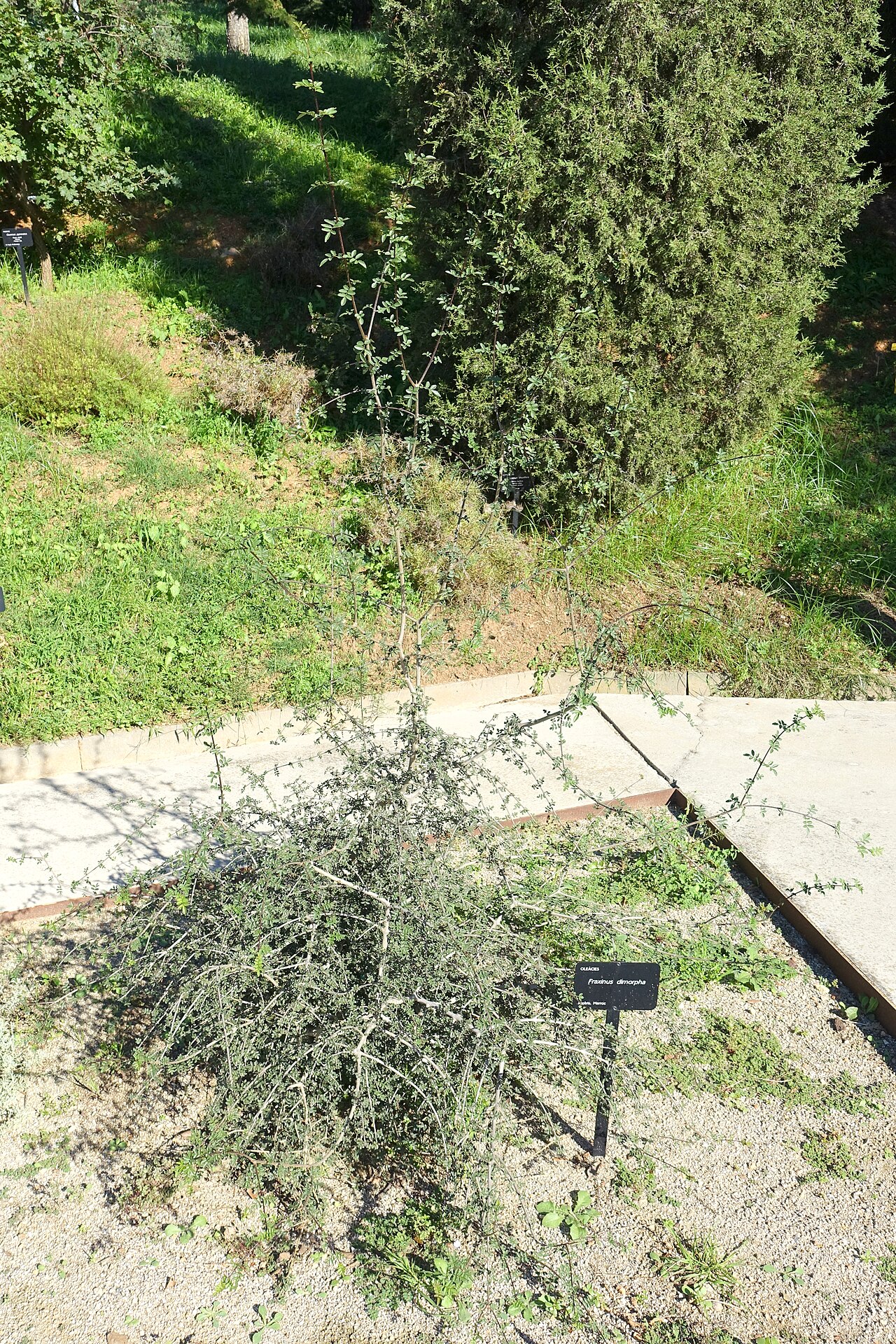 Fraxinus dimorpha