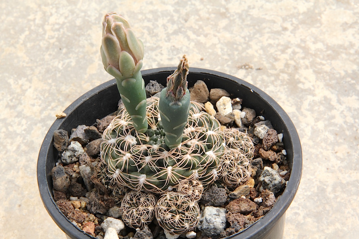 Gymnocalycium calochlorum