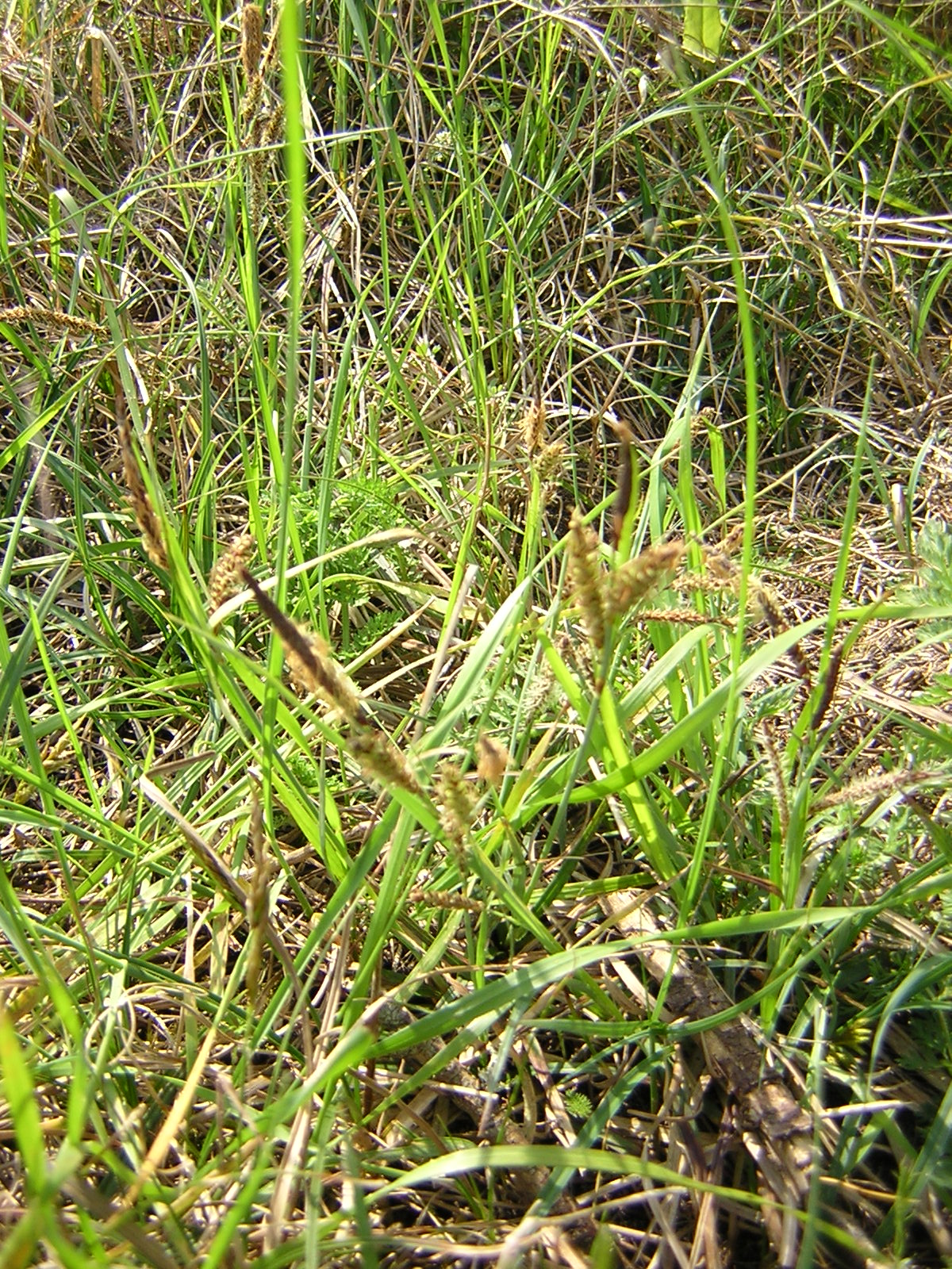 Carex trinervis