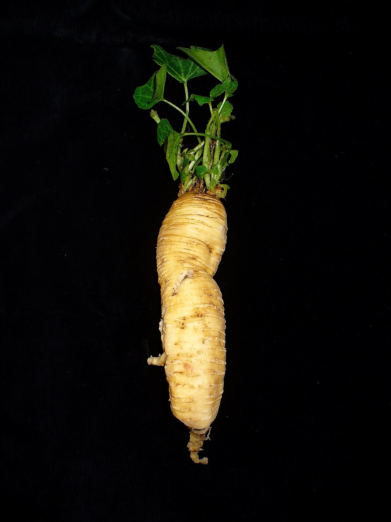 Bryonia dioica