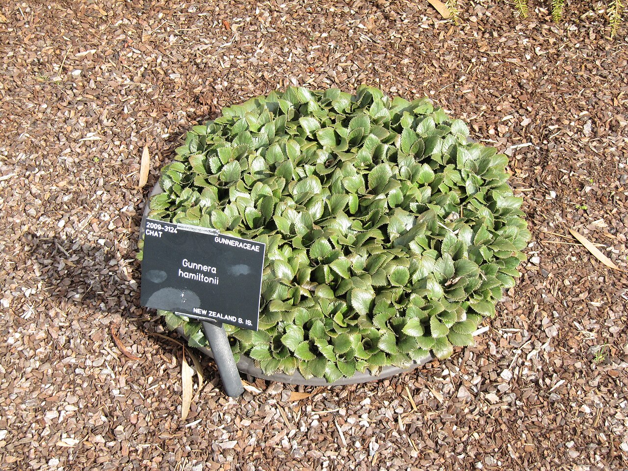 Gunnera hamiltonii