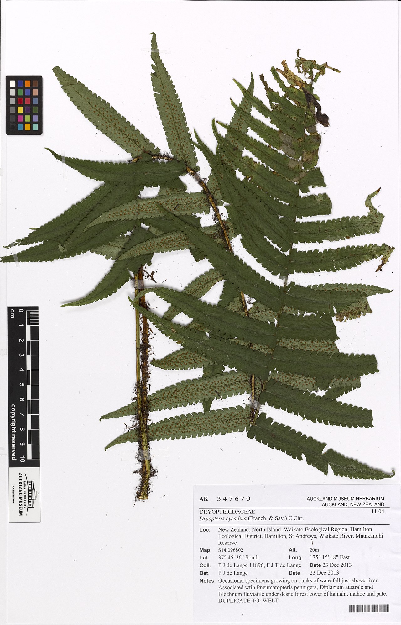 Dryopteris cycadina