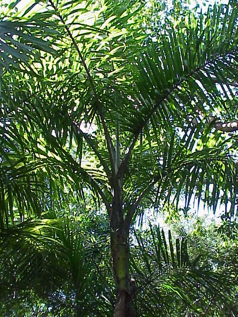 Gaussia maya