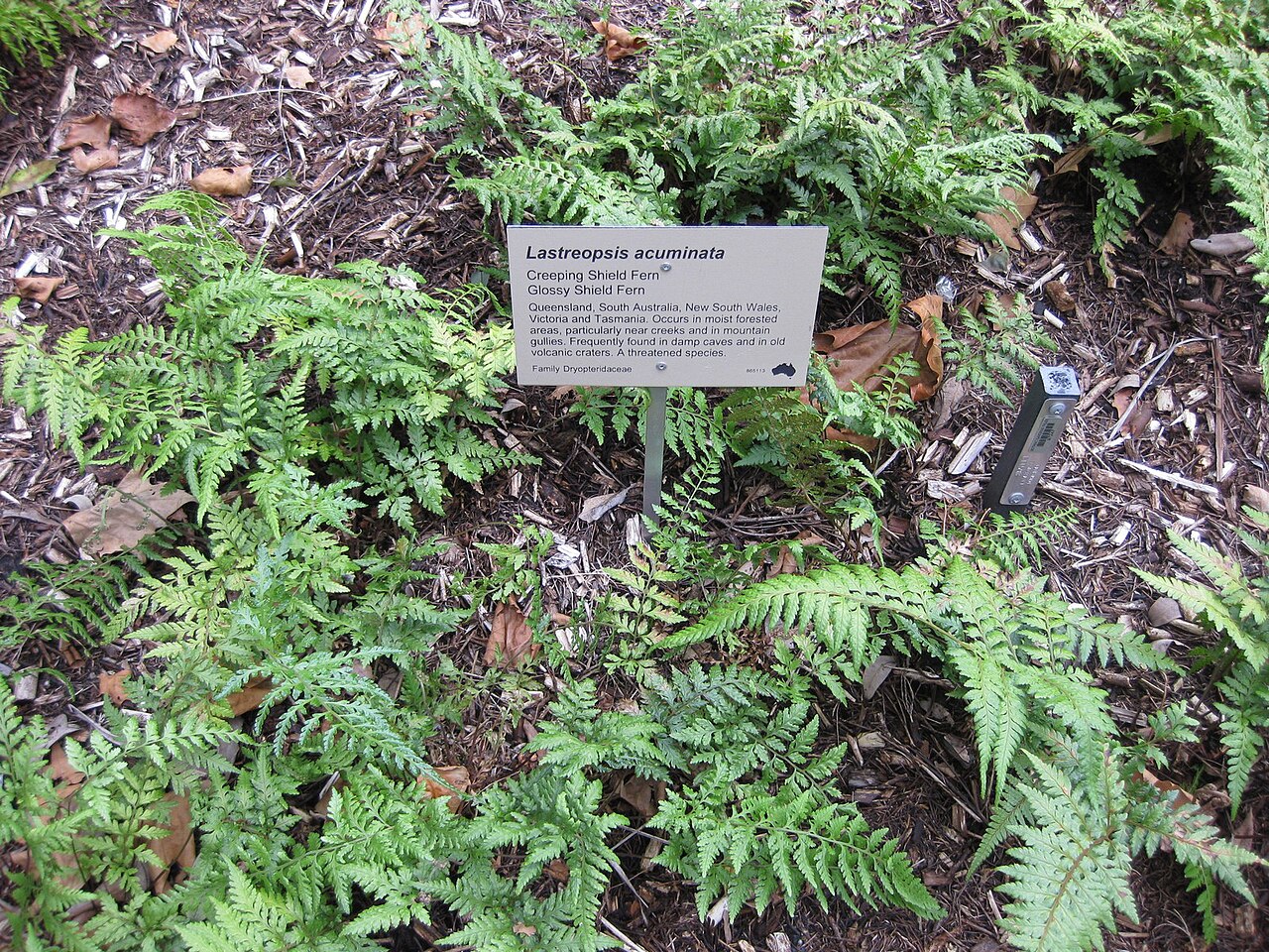 Parapolystichum acuminatum