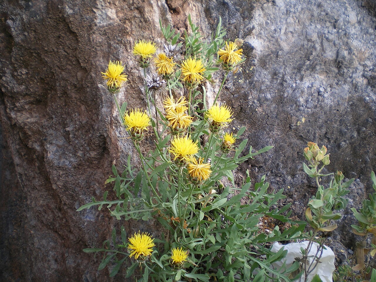 Centaurea kunkelii