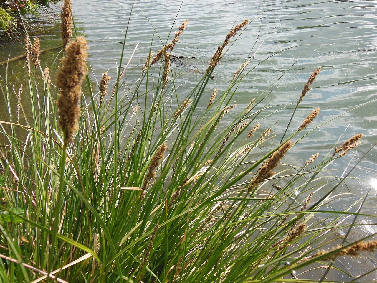 Carex paniculata