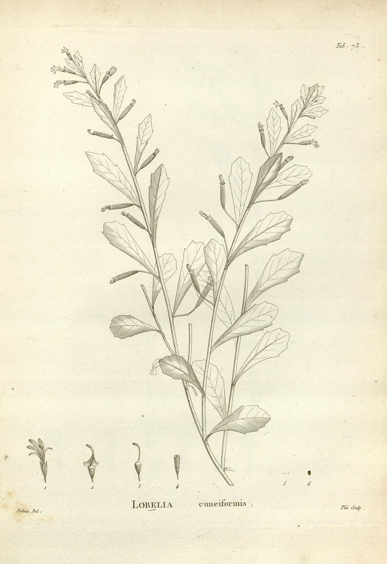 Lobelia anceps
