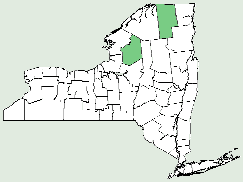 Carex wiegandii