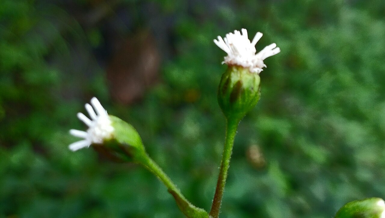 Cyanotis pilosa