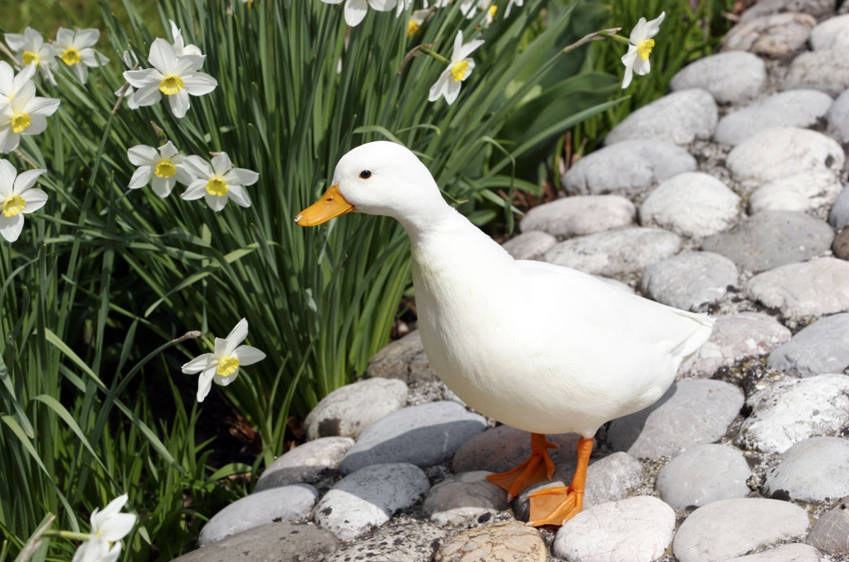Call Duck