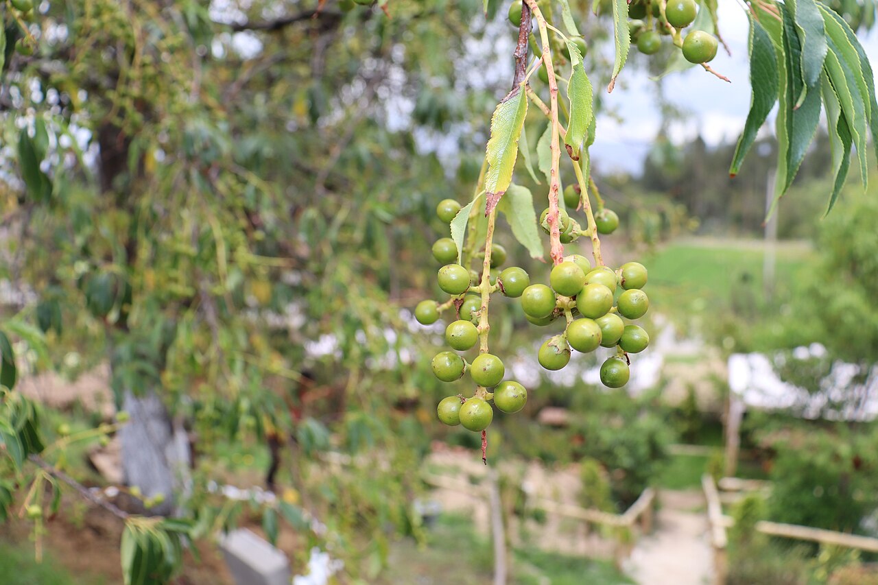 Prunus serotina