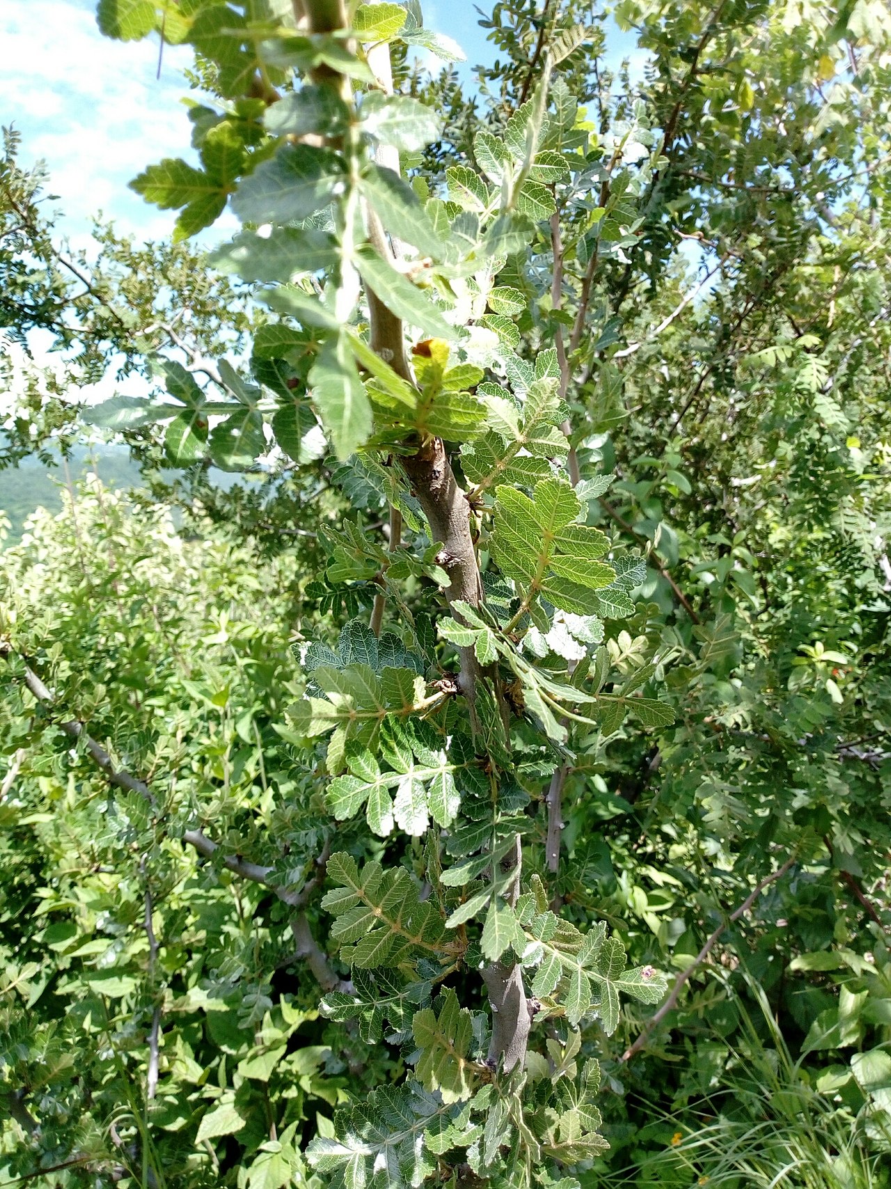 Bursera glabrifolia