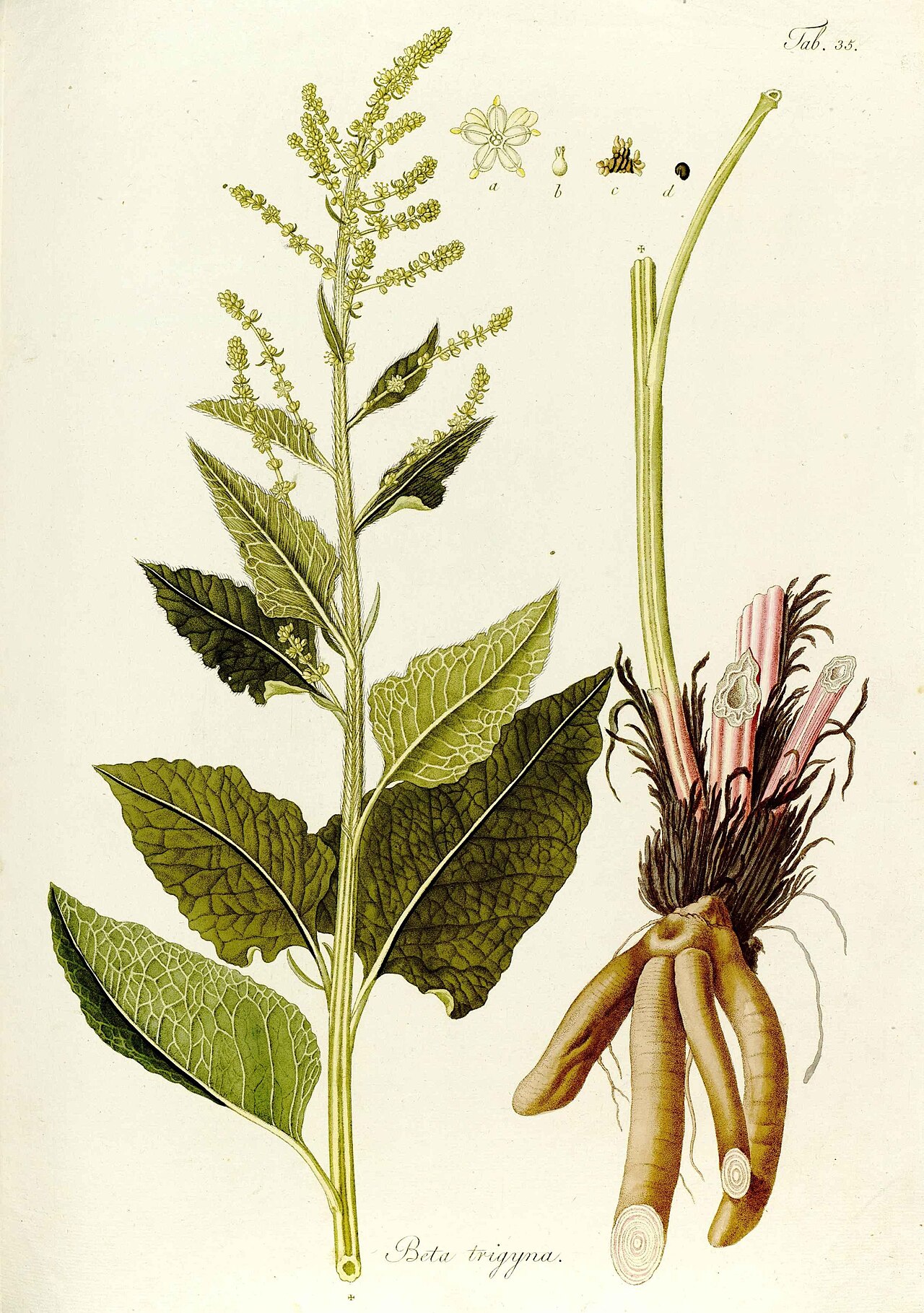 Beta intermedia