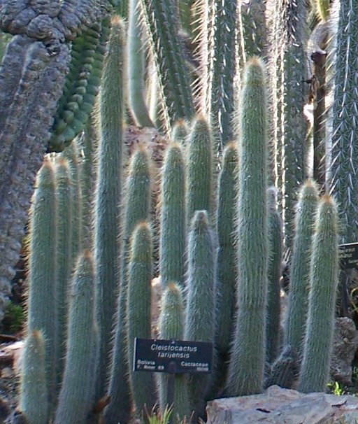 Cleistocactus tarijensis