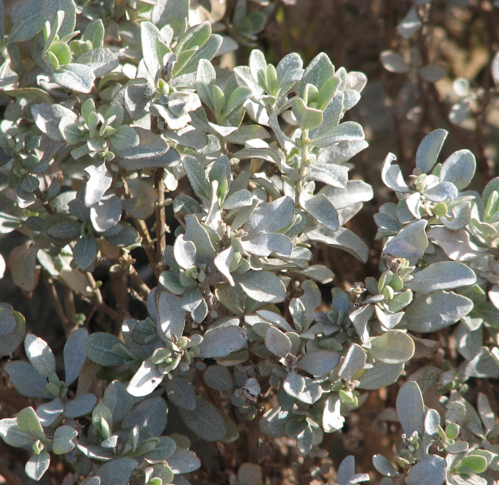 Bladder saltbush