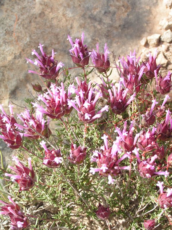Thymus moroderi