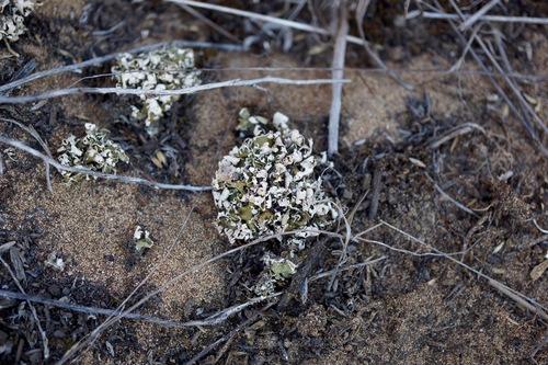 Cladonia firma