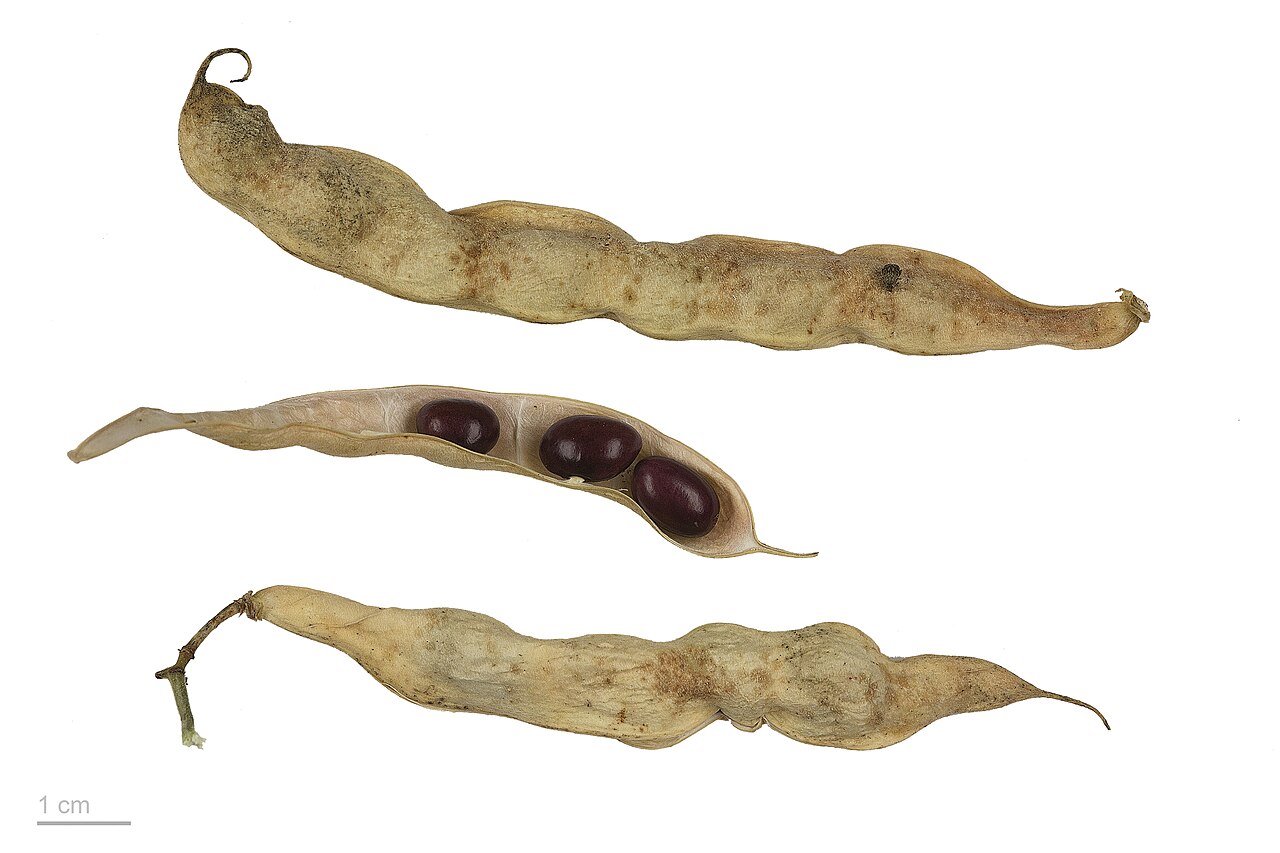 Dragon Tongue Bean