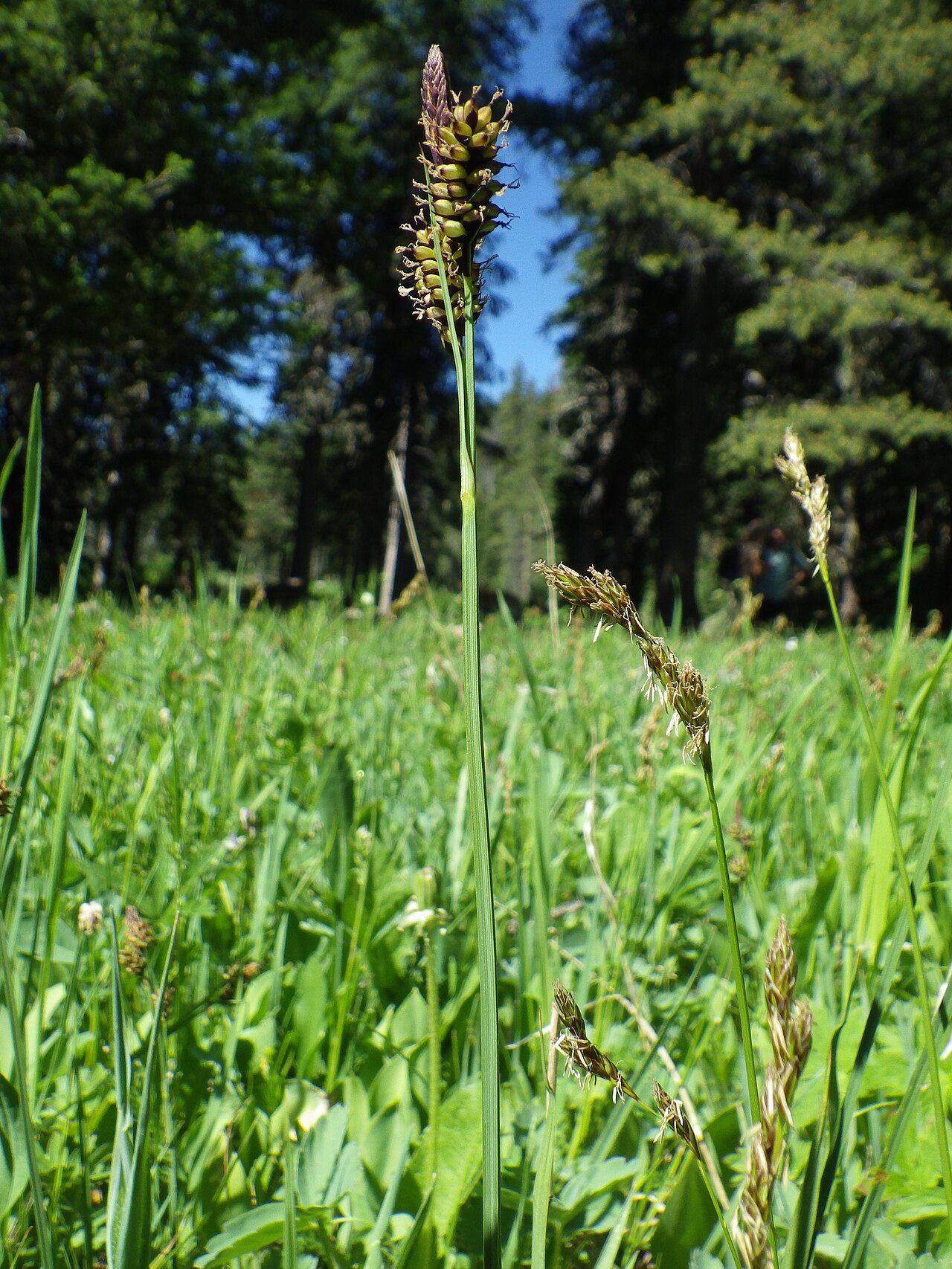 Carex raynoldsii