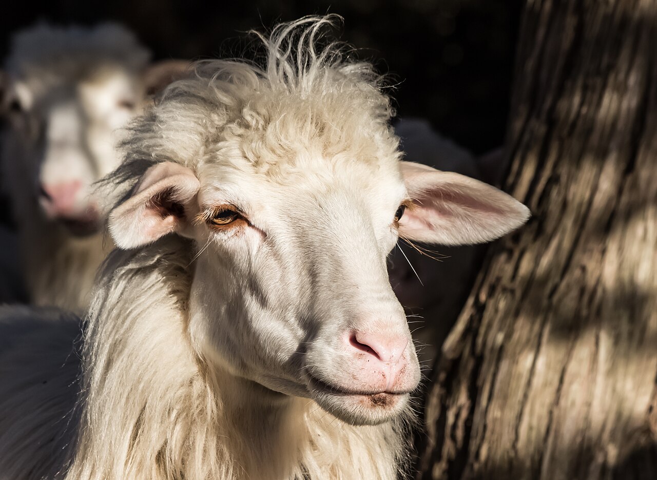 Sardinian