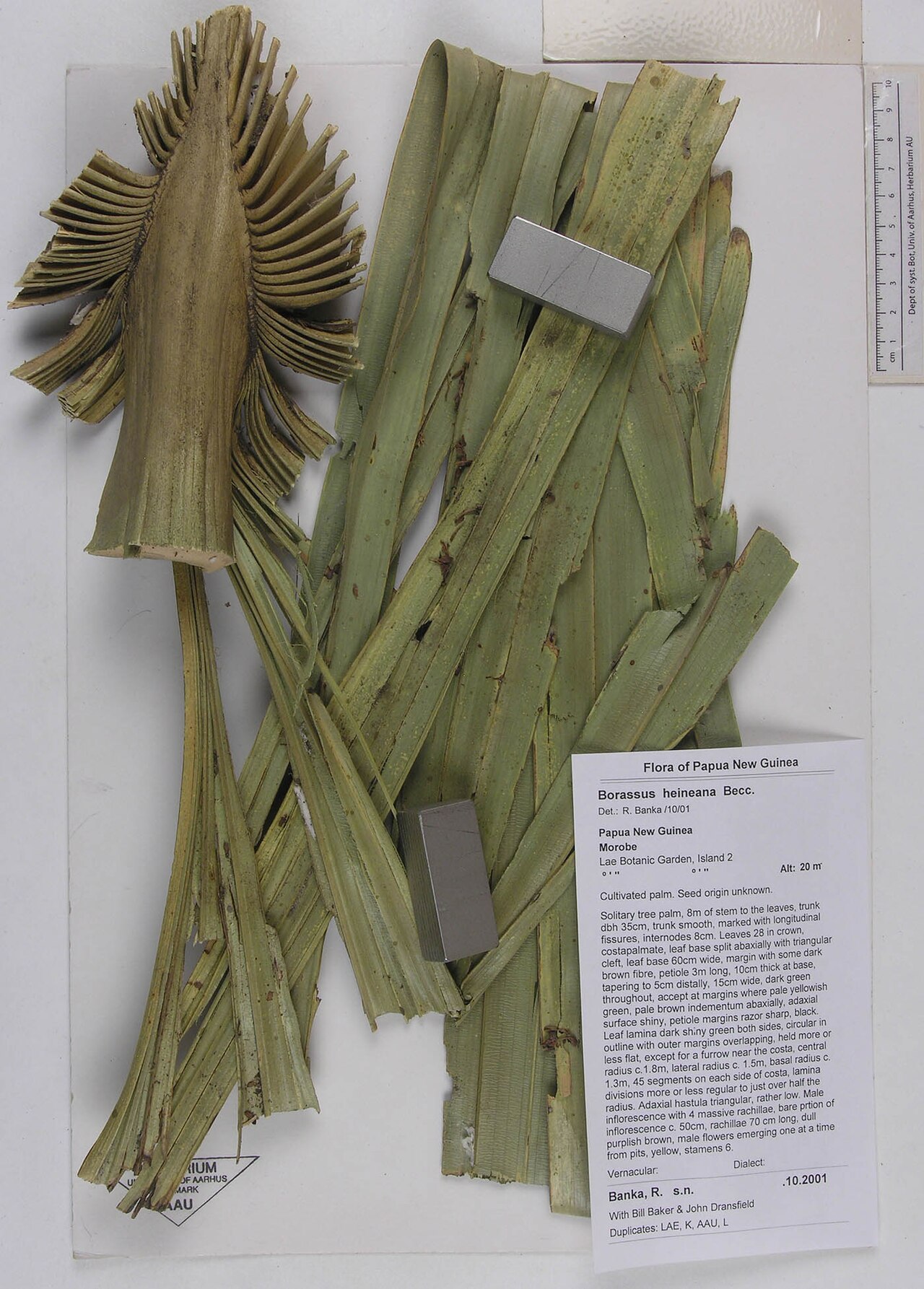 Borassus heineanus
