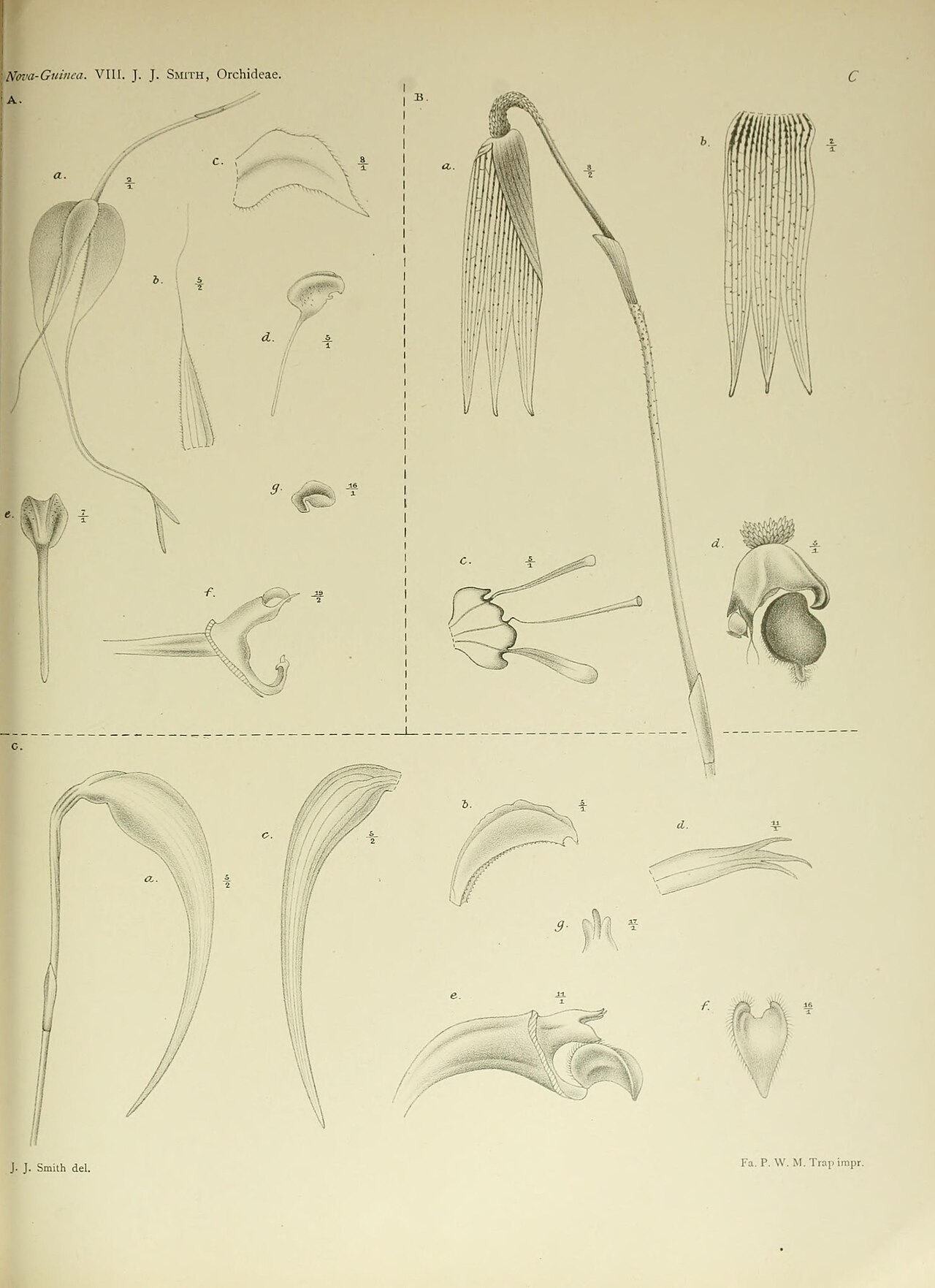 Bulbophyllum falciferum