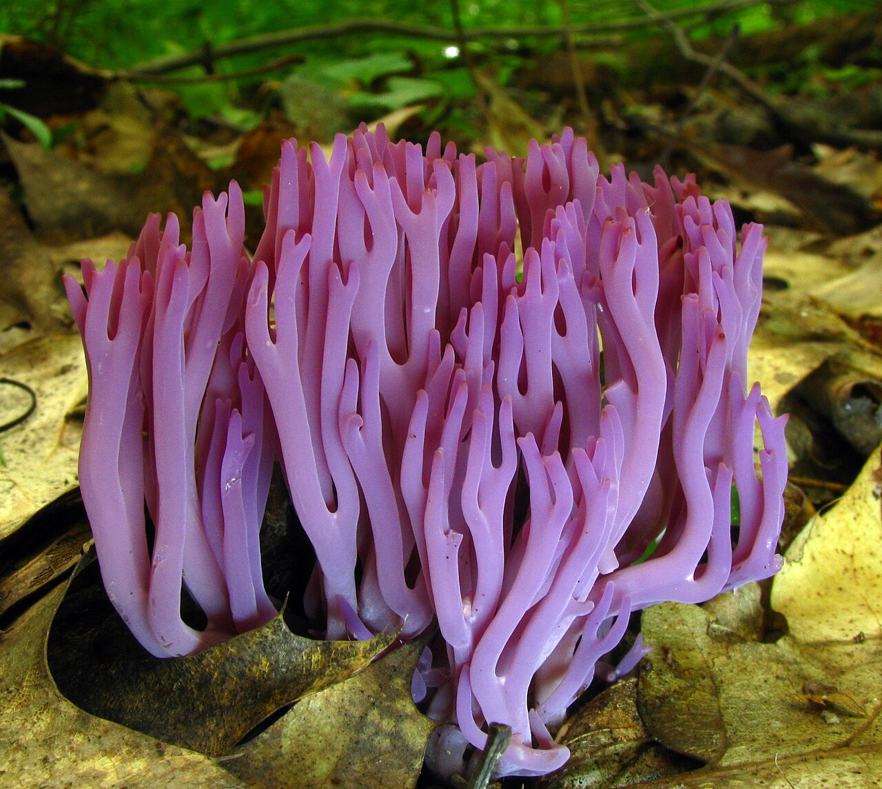 Violet coral or the magenta coral
