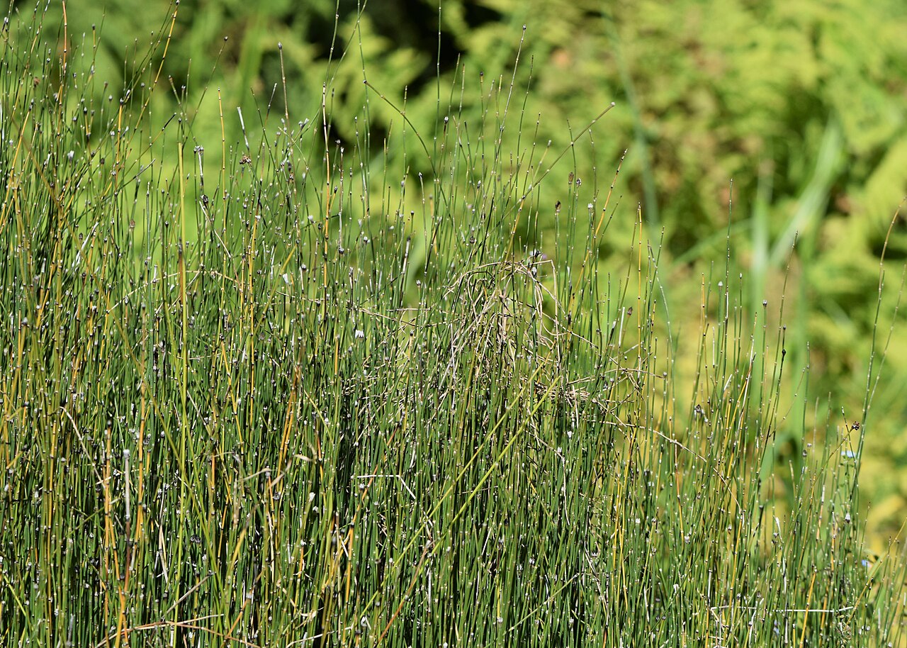 Variegated horsetail or variegated scour