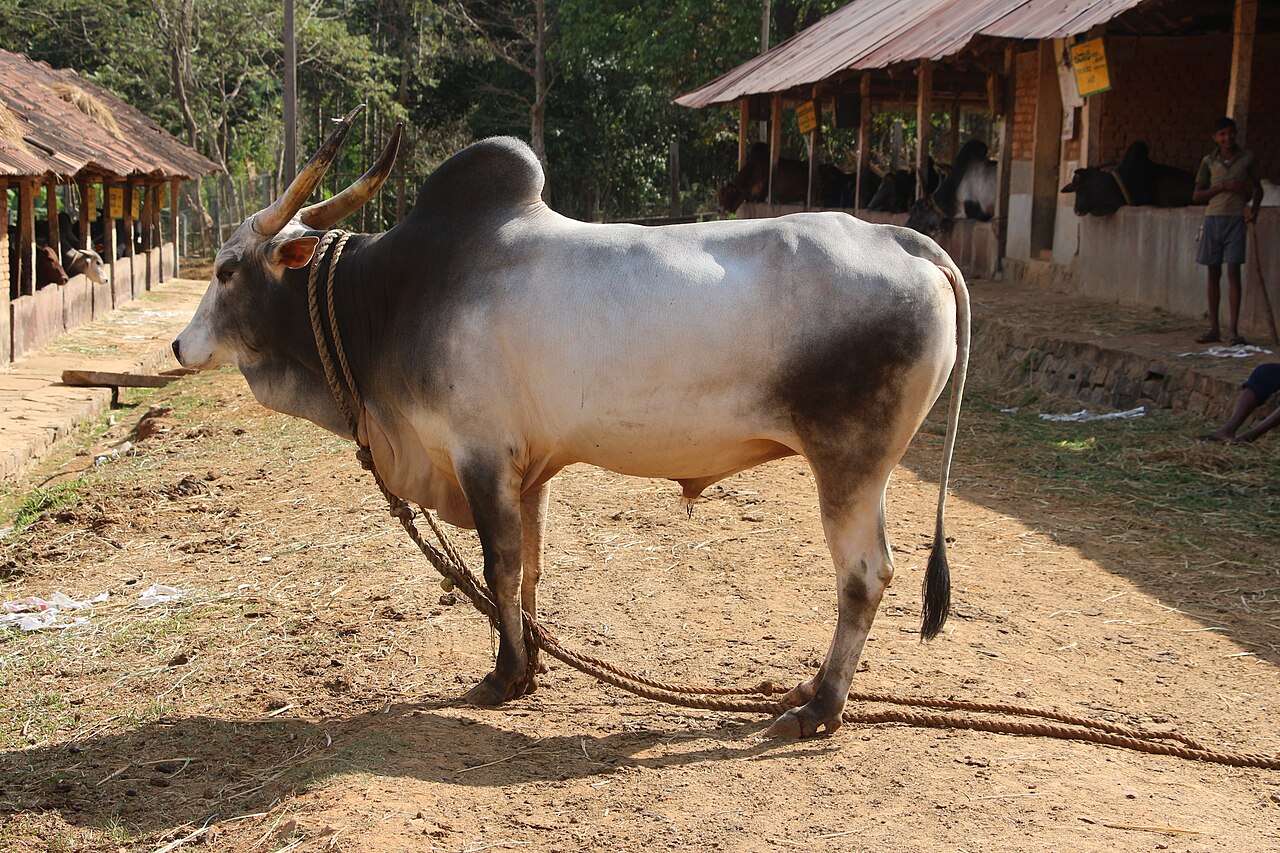 Krishna Valley cattle