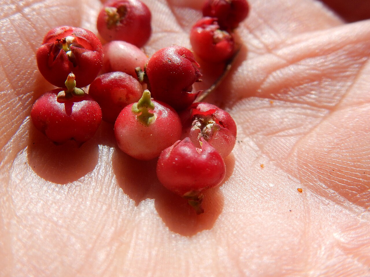 Gaultheria humifusa