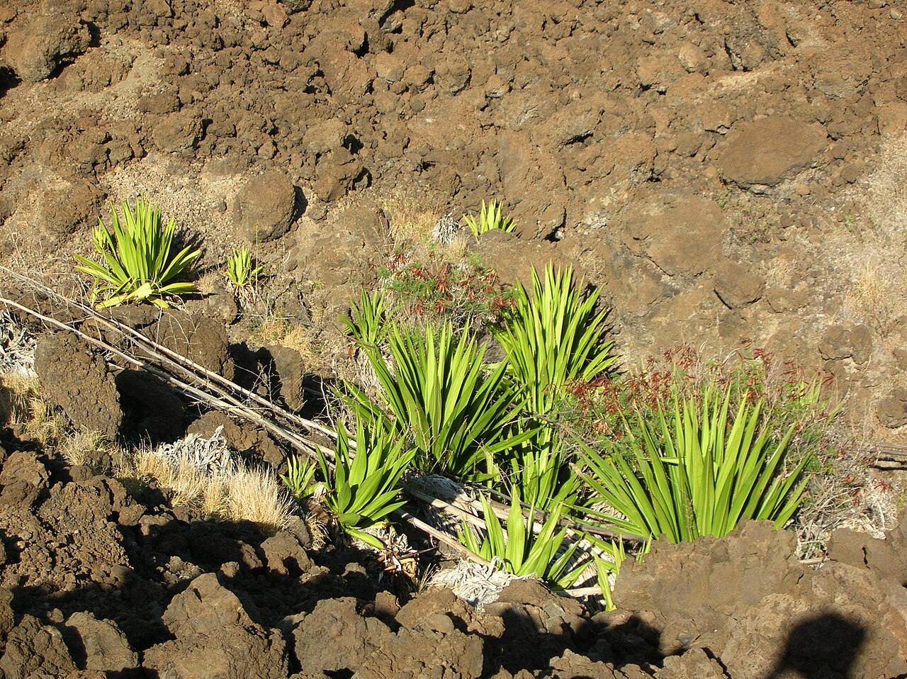 Furcraea foetida